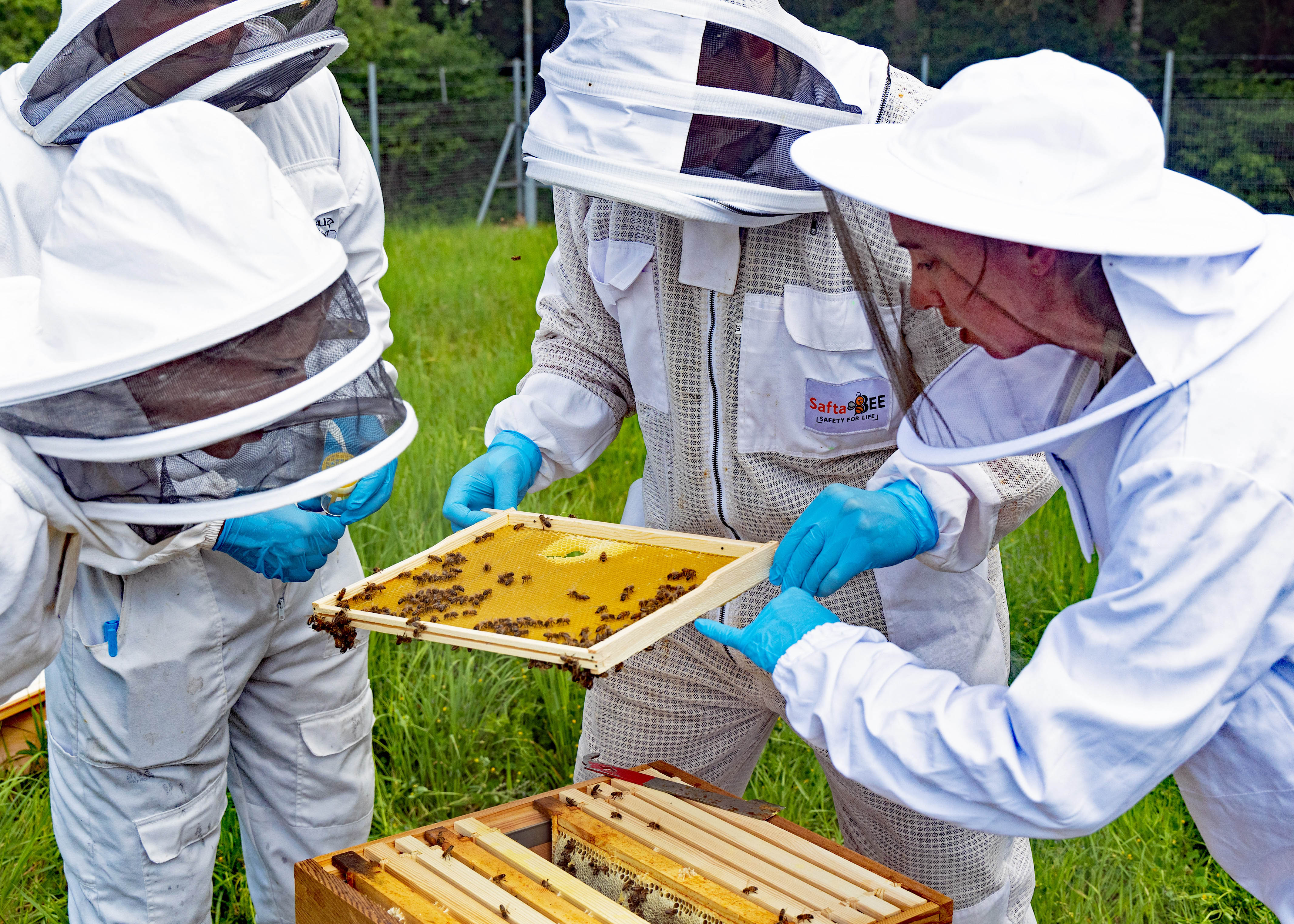 A woman in a white beekeeping suit inspects a frame from a hive, three other people in white beekeeping suits look on.