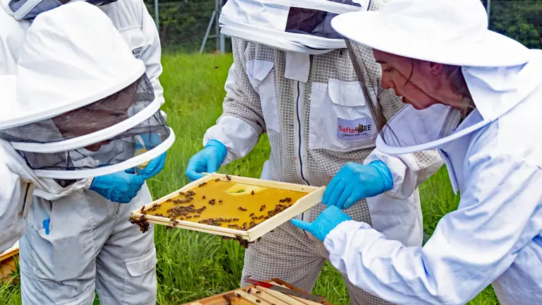 A woman in a white beekeeping suit inspects a frame from a hive, three other people in white beekeeping suits look on.