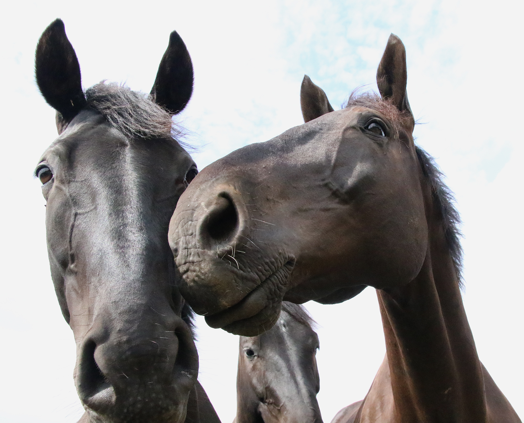 Her Majesty's Military Horses canter to the countryside for a break The British Army
