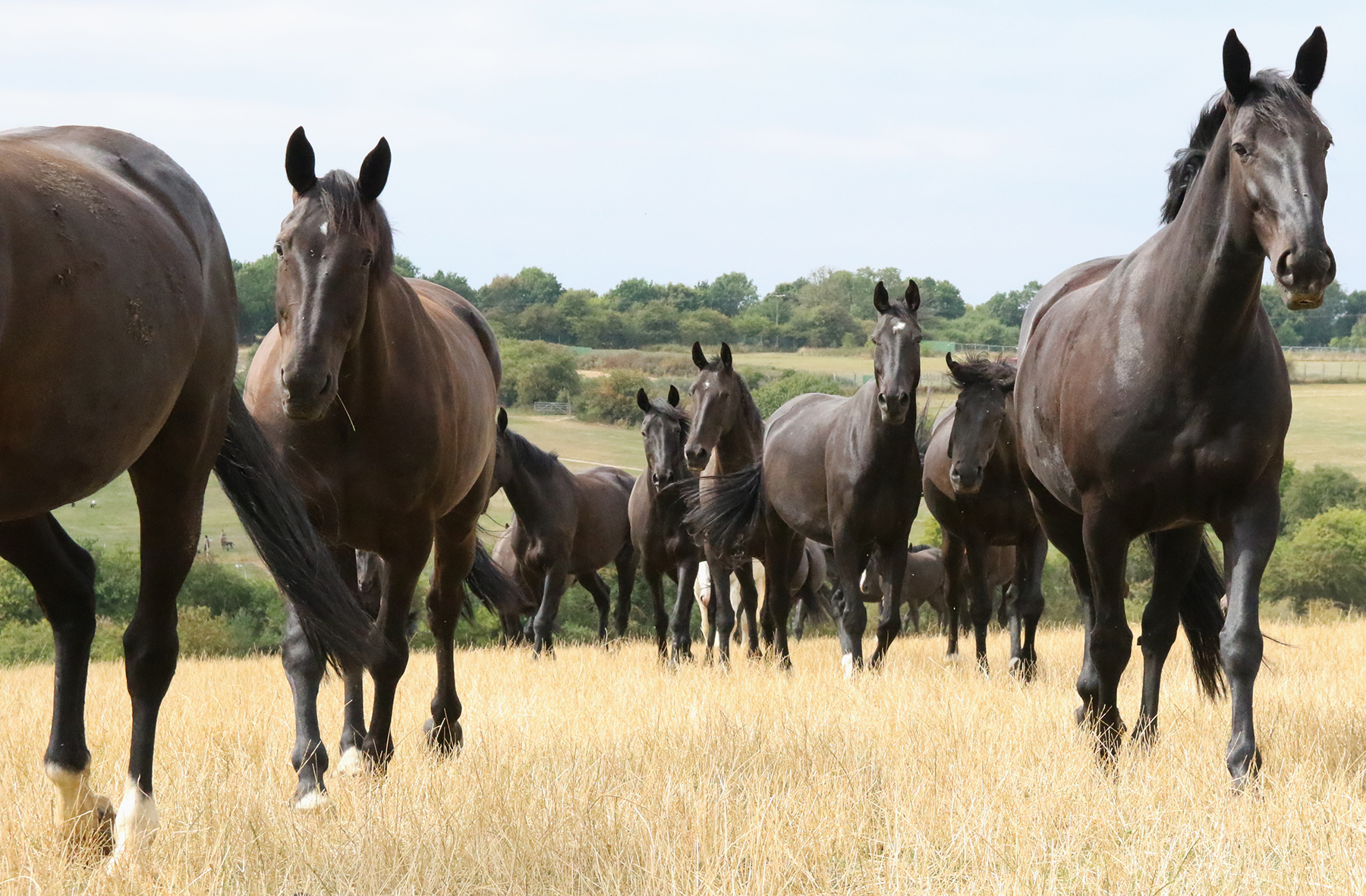 Her Majesty's Military Horses canter to the countryside for a break The British Army