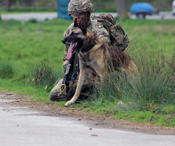 1st Military Working Dog Regiment The British Army