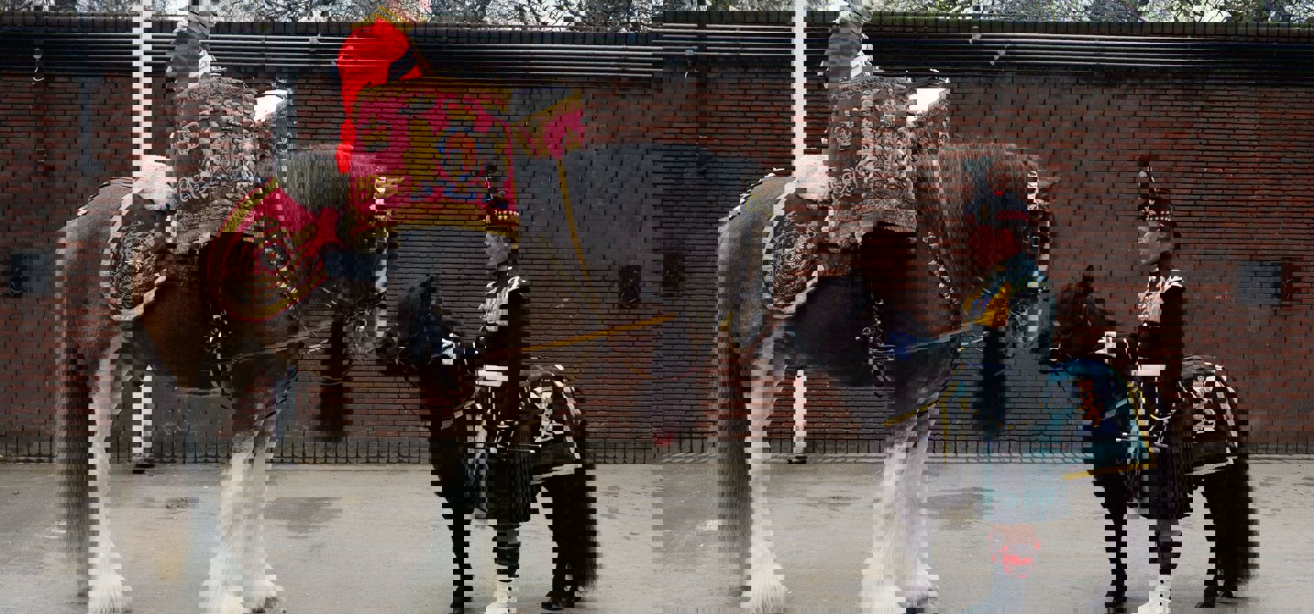 Drum Horse