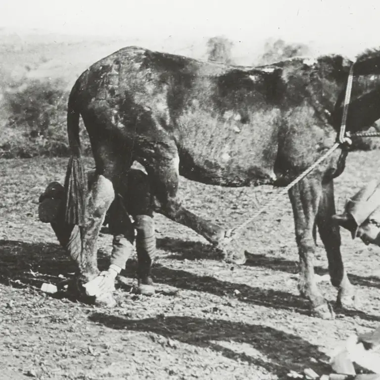 A veterinary section attending to a wounded mule in Salonika, 1916