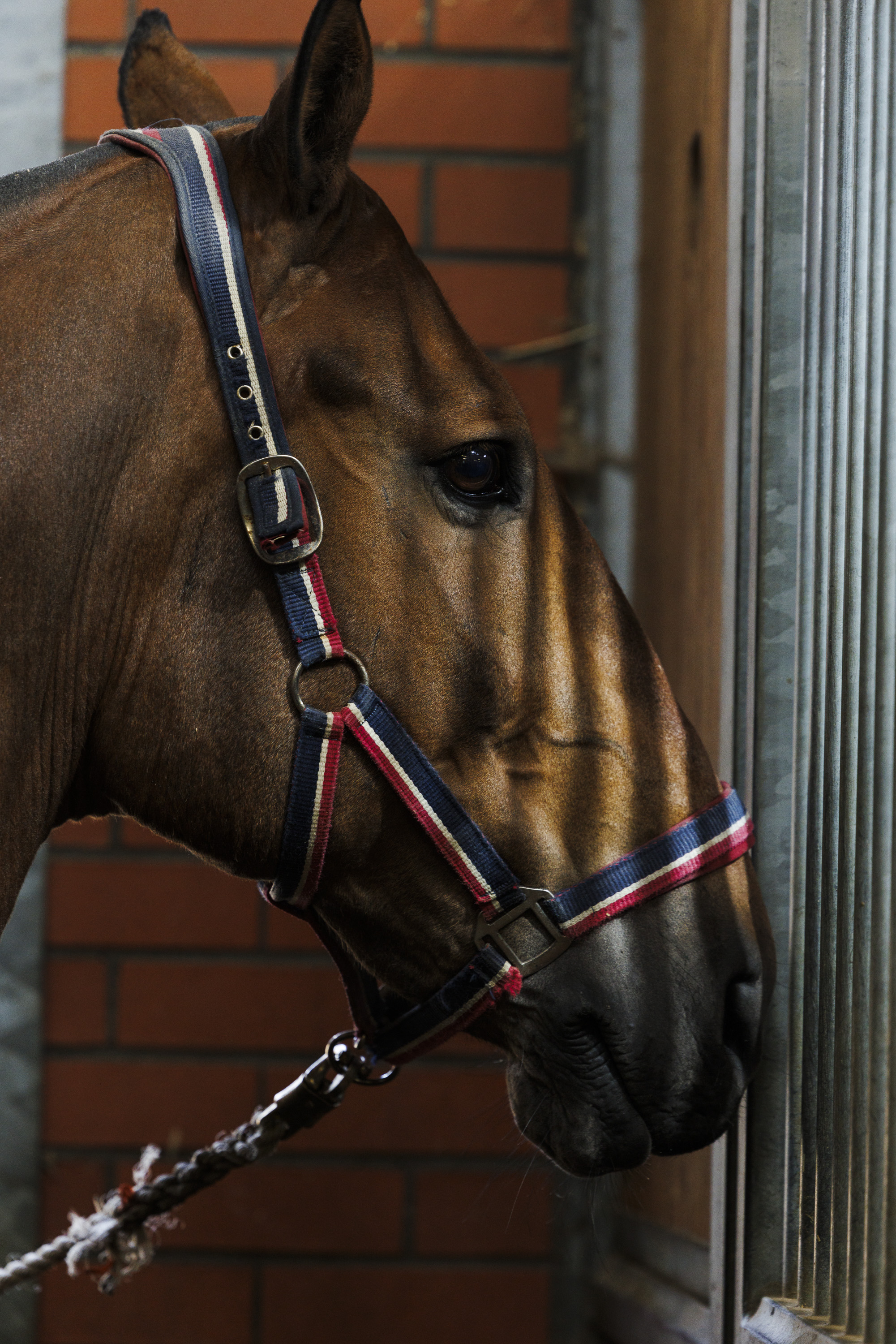 A horse wearing a striped halter stands near a brick stable wall, looking out through metal bars.