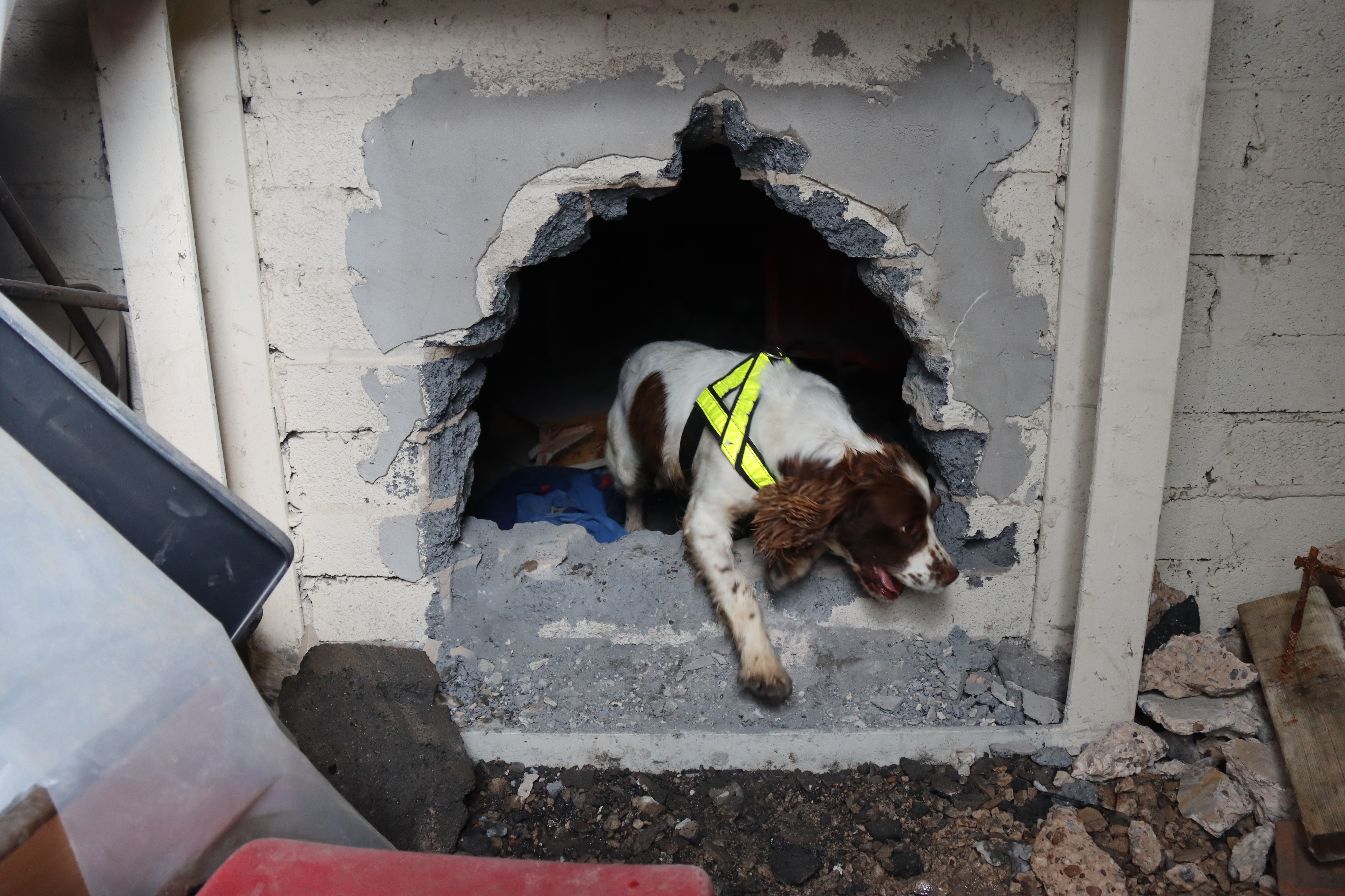 An Arms and Explosive Search spaniel comes through a hole in the wall whilst conducting a search.