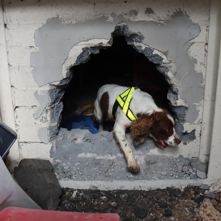 An Arms and Explosive Search spaniel comes through a hole in the wall whilst conducting a search.