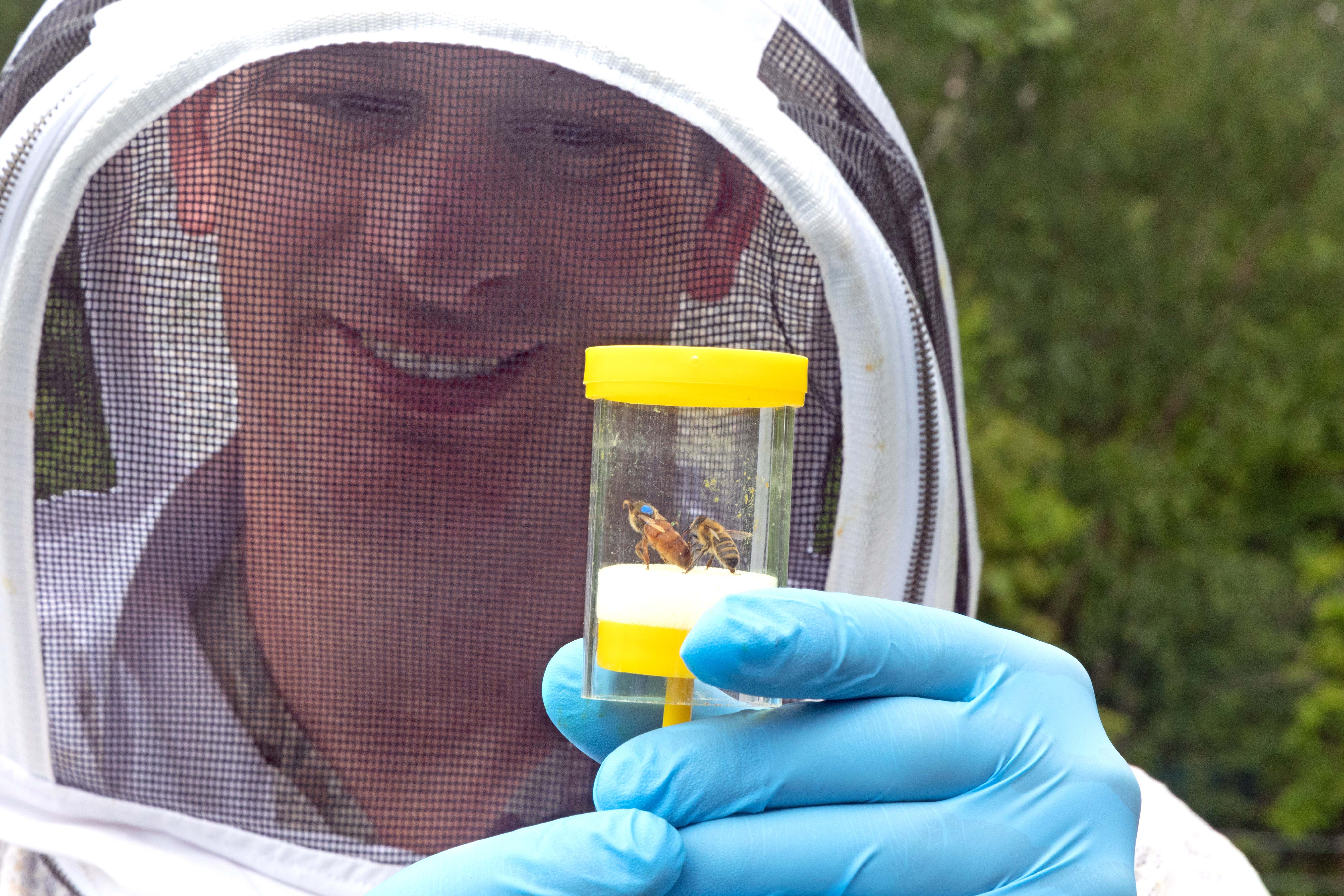 A man in a white beekeeping suit smiles and admires two bees in a capsule, one of which is a queen bee. 