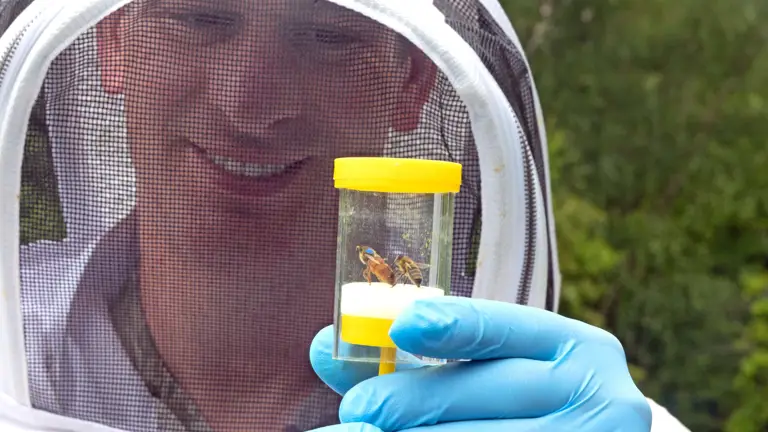 A man in a white beekeeping suit smiles and admires two bees in a capsule, one of which is a queen bee.