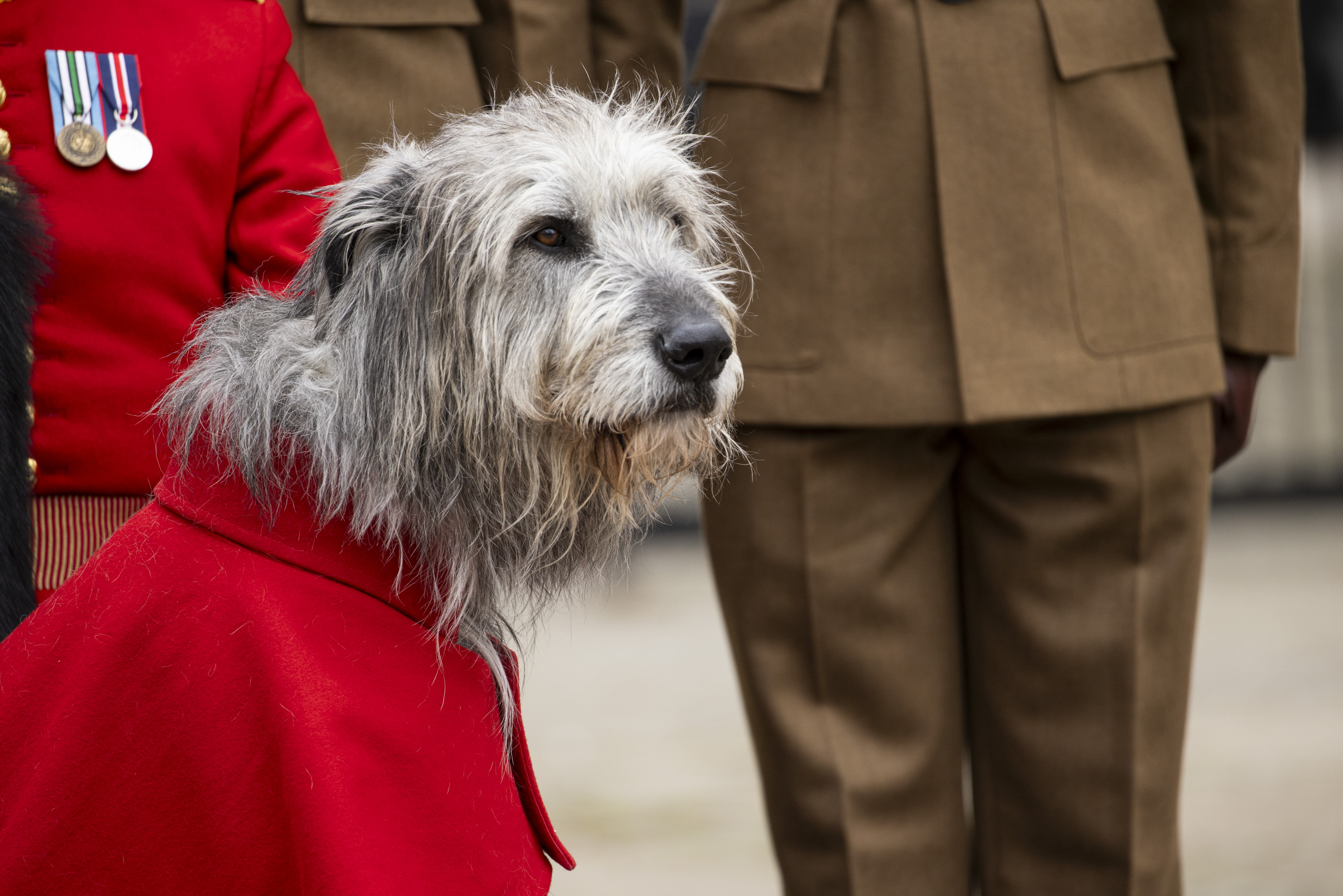 A close up of an Irish Wolfhound, it has grey fur and brown eyes. 