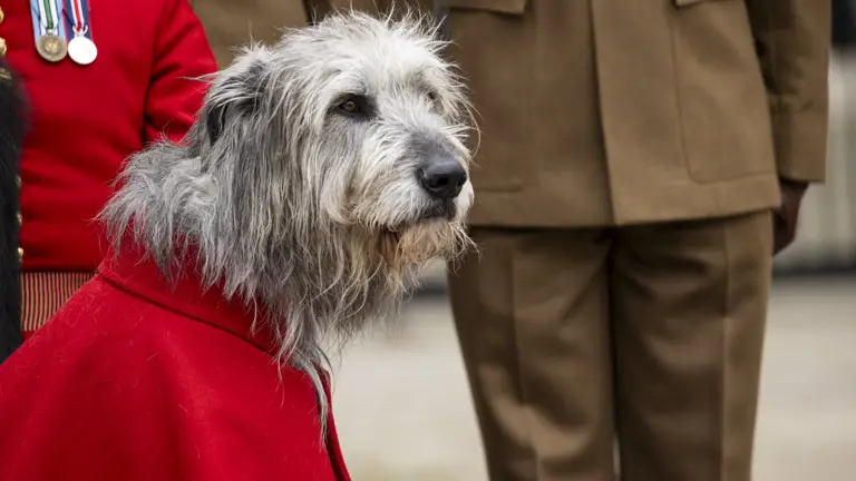 A close up of an Irish Wolfhound, it has grey fur and brown eyes.