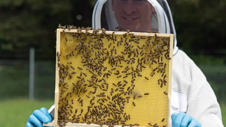 A man in a white beekeeping suit holds up a frame from a hive, many bees are on the frame.