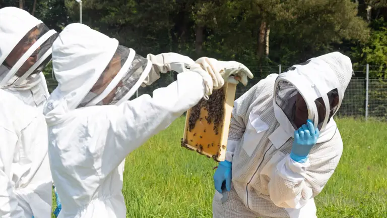 A man in a white beekeeping suit inspects a frame from a hive.