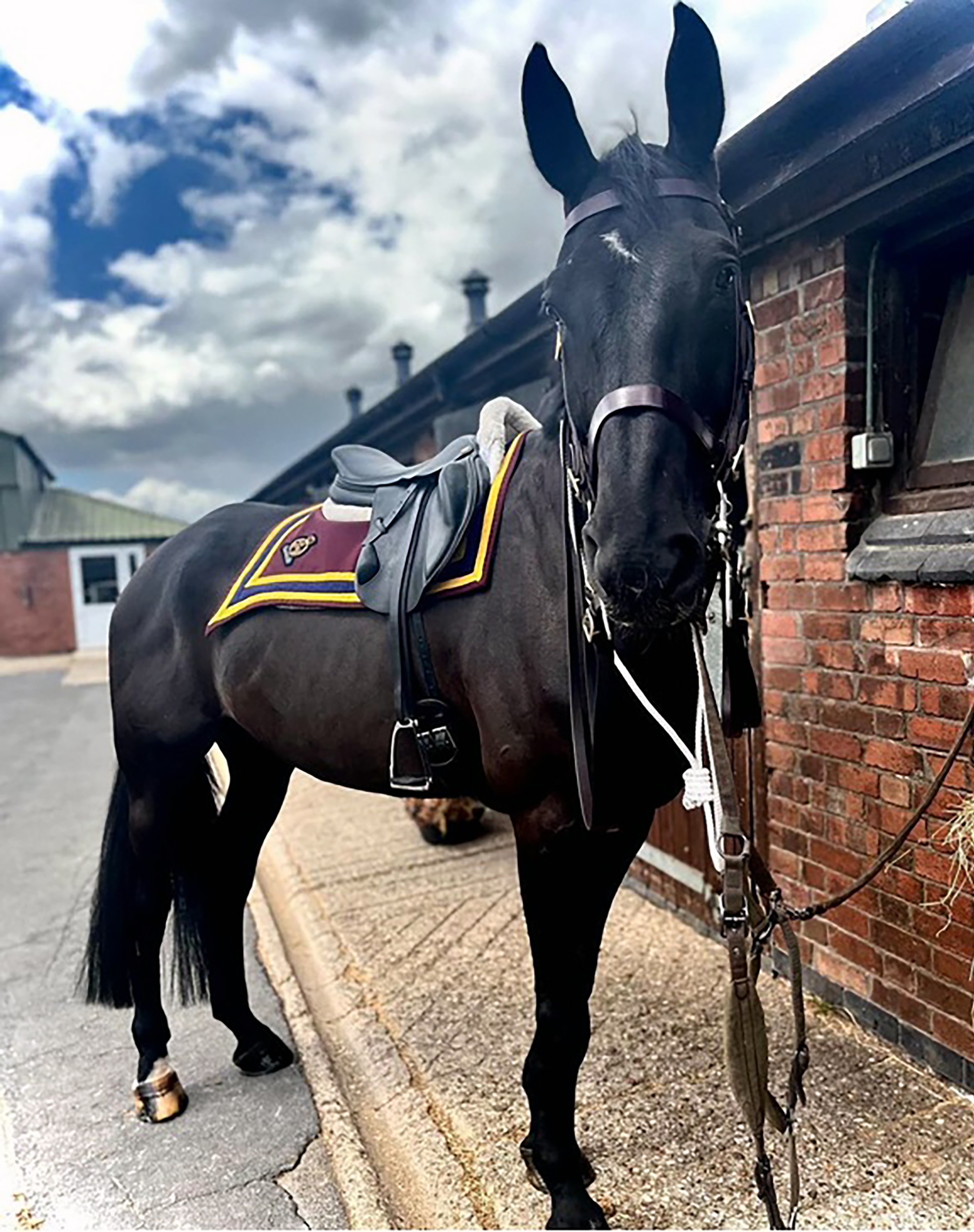 The image shows a tall black horse standing beside a red-brick stable, facing the camera with its ears pricked forward. It wears a black saddle over a burgundy saddlecloth trimmed in gold, with a small embroidered emblem. The horse is bridled and secured beside the stable. A row of stable buildings stretches into the background beneath a partly cloudy sky, giving the photograph a smart, traditional military equestrian feel.