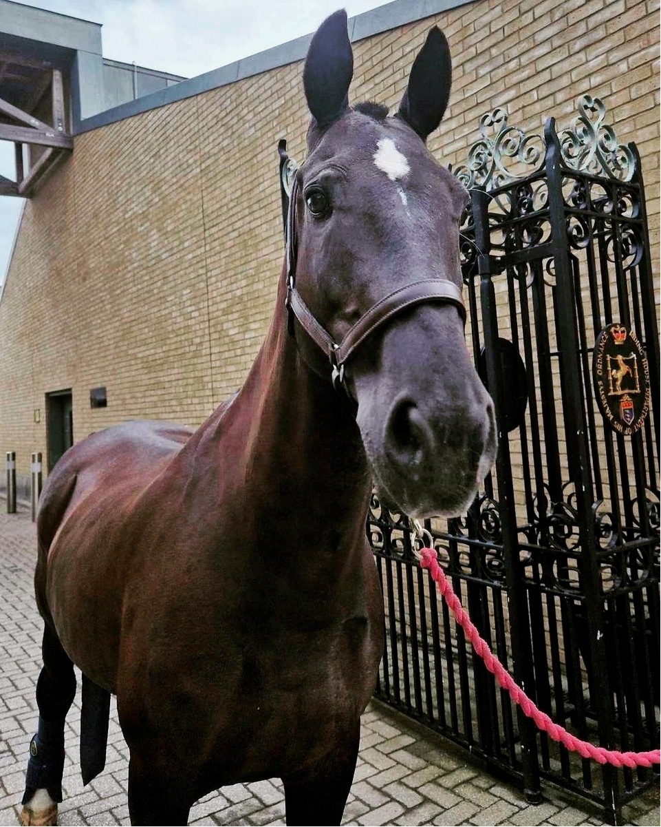 A dark bay horse stands facing the camera, its ears pricked forward and an irregular white star on its forehead. It has a glossy brown coat, a black mane and muzzle, and wears a dark leather headcollar attached to a bright pink lead rope. Behind it are ornate black iron gates bearing a crest, a pale brick building and a paved courtyard. The close viewpoint emphasises the horse’s long face and alert expression.
