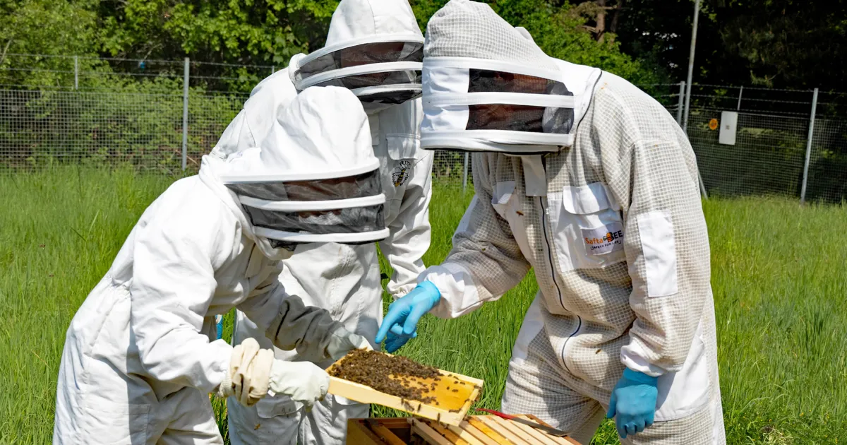 Colonel Bee Army Bee, the Best! | British Army