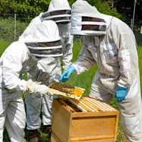 Three individuals in white beekeeping suits inspect a bee hive.