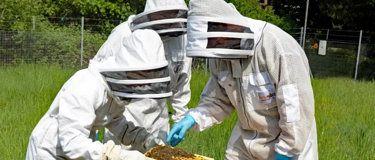 Three individuals in white beekeeping suits inspect a bee hive.