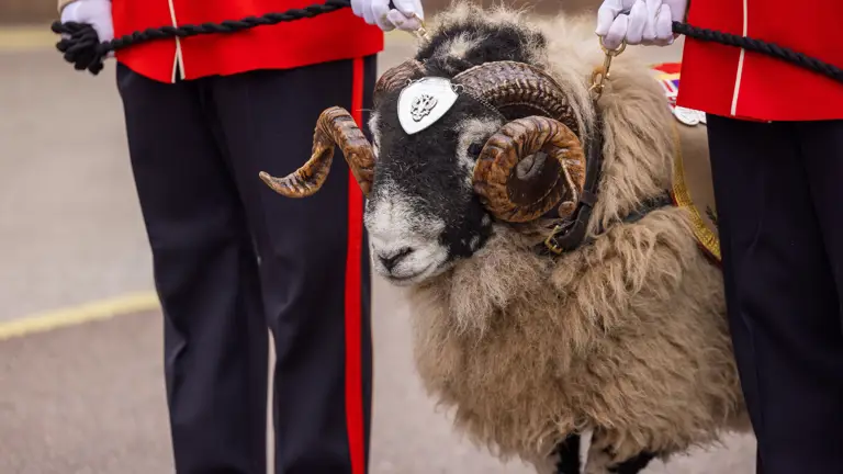 Two handlers in red ceremonial uniform holding rope leads on the sheet mascot.