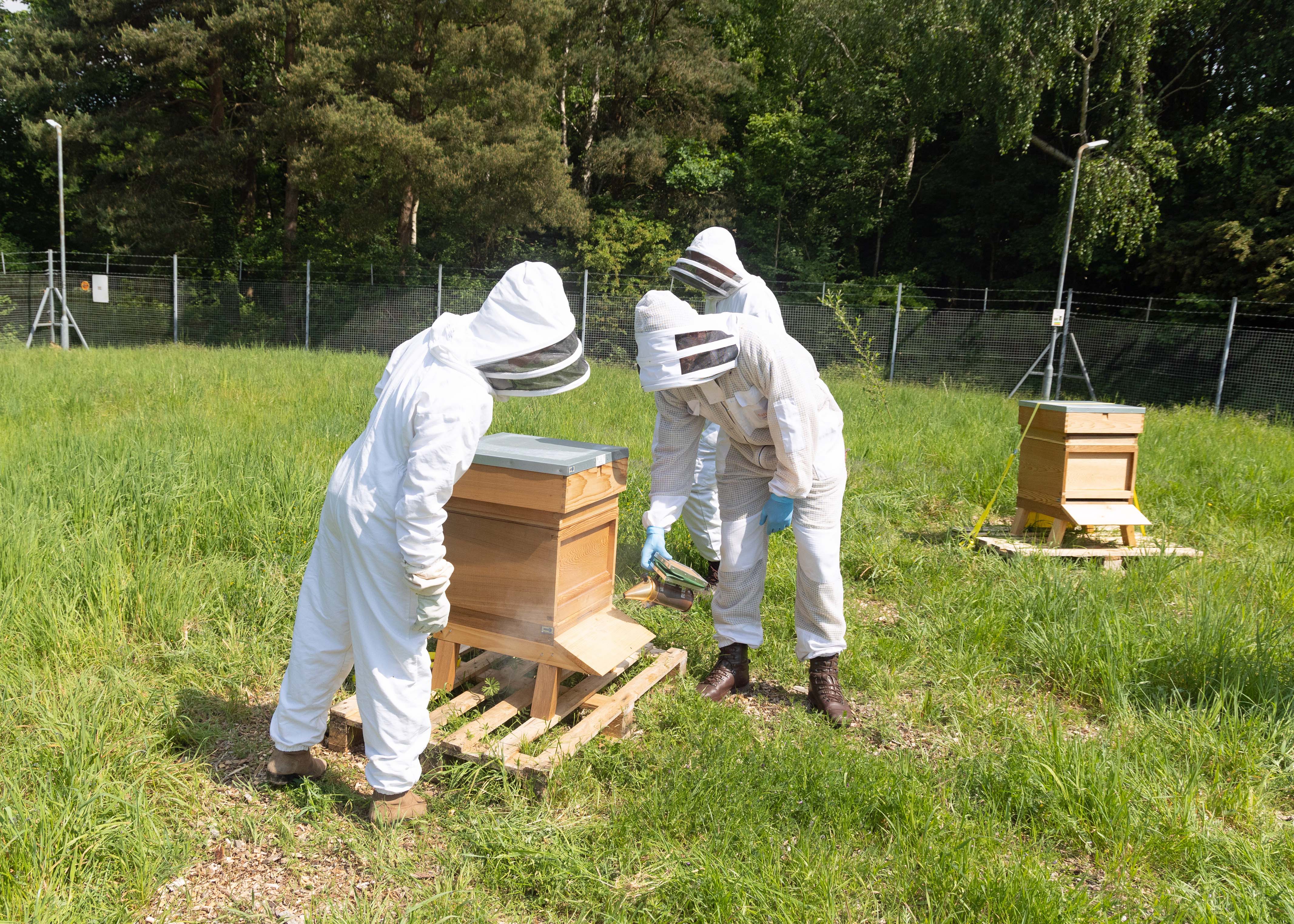 Two individuals in white beekeeping suits prepare to open a hive. 