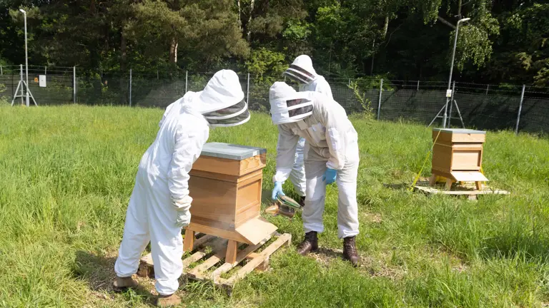 Two individuals in white beekeeping suits prepare to open a hive.