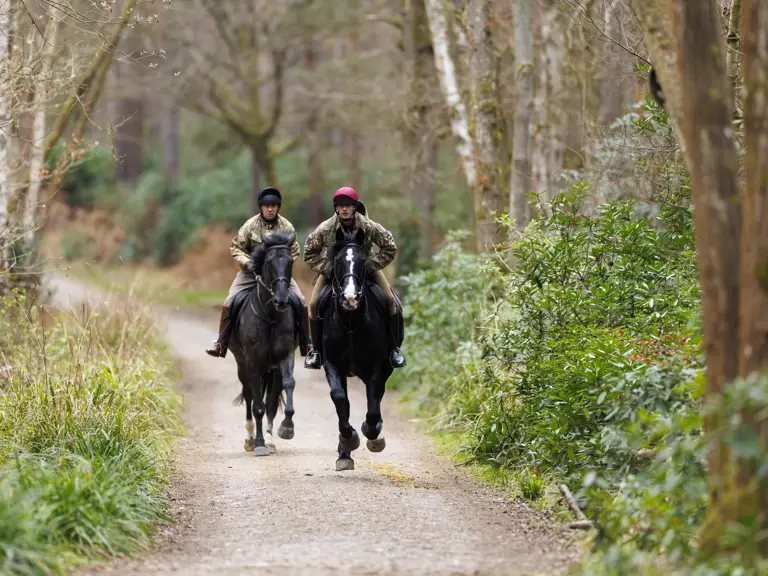 Two people are riding horses side by side along a wooded path. The surrounding area is lush with greenery and tall trees.
