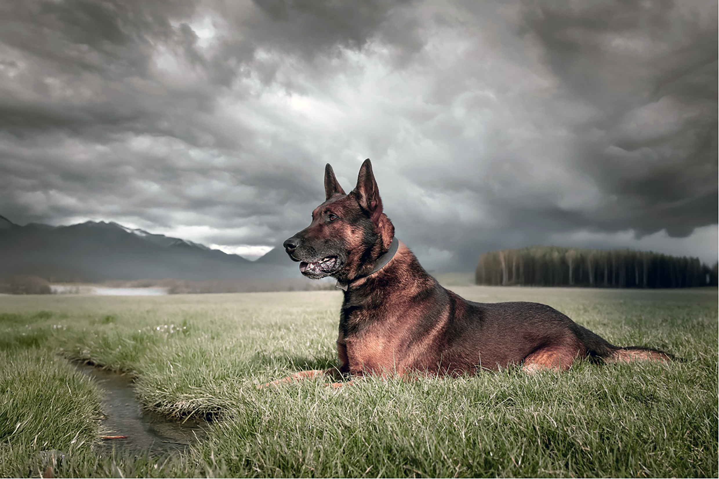 A brown-and-black shepherd-type dog lies in a grassy field beside a narrow stream. Wearing a dark collar, it looks alertly to the left with upright ears and its mouth slightly open. Mountains, distant water and a dense stand of trees form the background beneath heavy grey storm clouds. The dramatic sky contrasts with the dog’s calm, watchful pose.