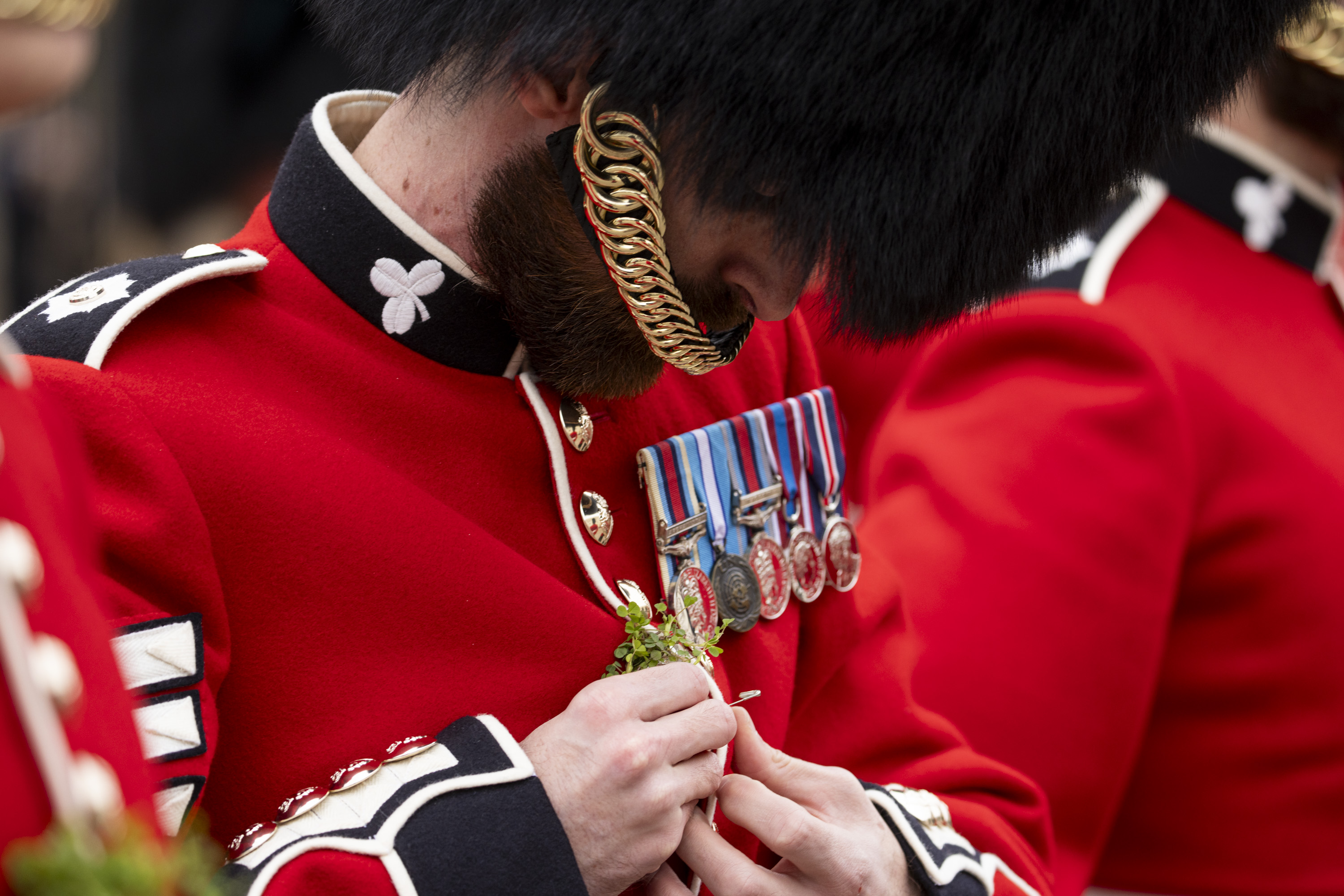 A man wearing a red tunic and a bearskin hat places a shamrock on his chest, next to a row of medals.